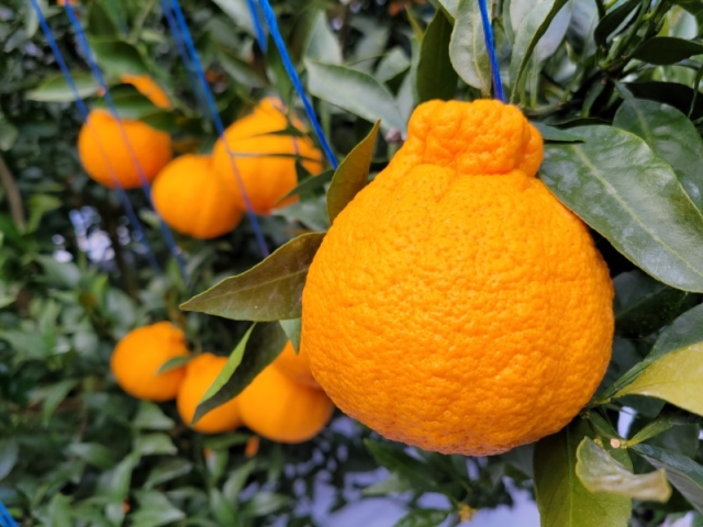 0308 2021 ���ֱ������ֹڶ�ȸ ������ ǰ��ȸ �û�� ����(���ֱ������ֹڶ�ȸ��������ȸ).jpg