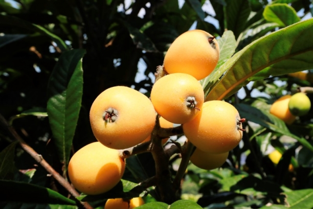 �ϵ� ����.jpg