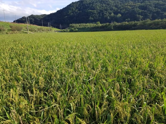 ����� ������� �ŵ��� ��ǥ ����� ���.jpg