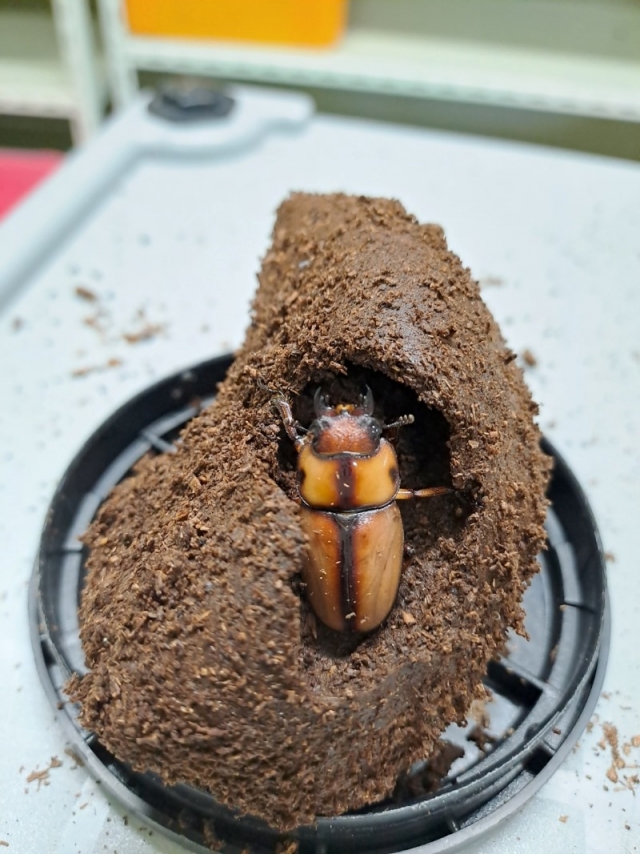 �������̻罿���� ��ȭ ����.jpg