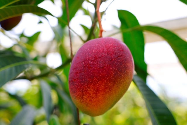 �ϵ��� ���ø��� (1).jpg