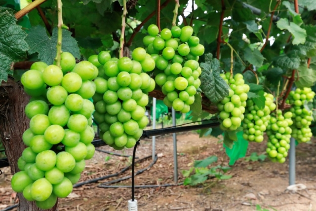 �ϵ��ڿ��״�� �غ� ����(���θӽ�Ĺ) (1).jpg